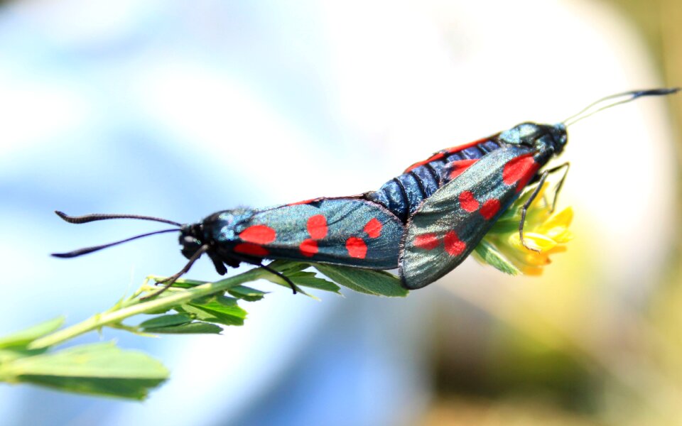 Copulation dots mating