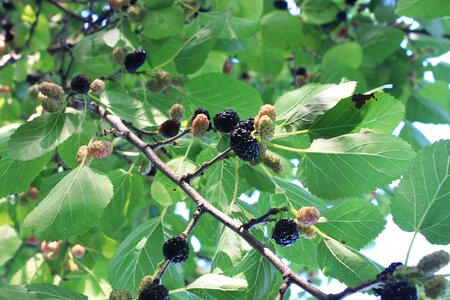 Mulberry nigra ripe