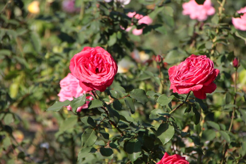 Roses white yellow