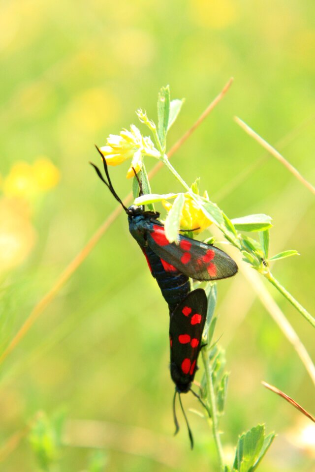 Copulation dots mating