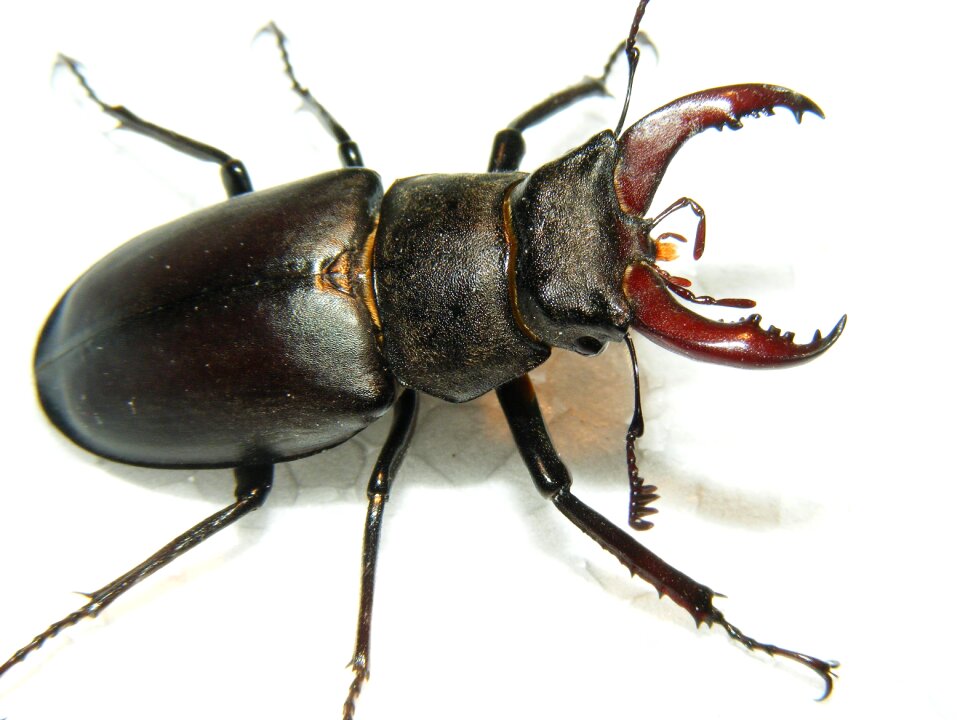 Beetle lucanus cervus