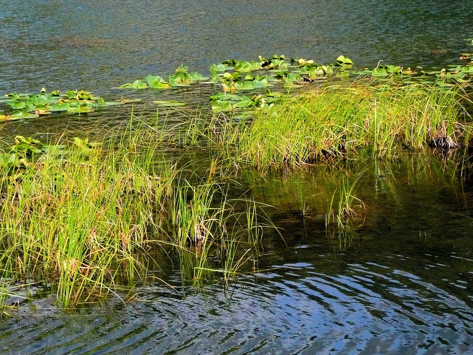 Aquatic plant vegetation