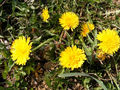 Hawkbit taraxacum officinale photo