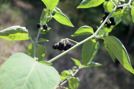 Poisonous solanum wild
