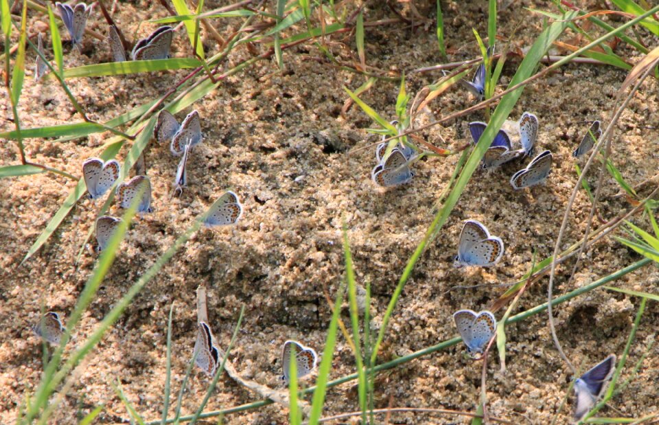 Colony maculinea sand