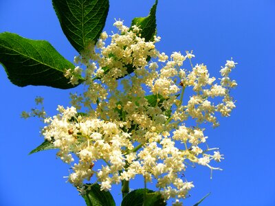 Sambucus nnigra common