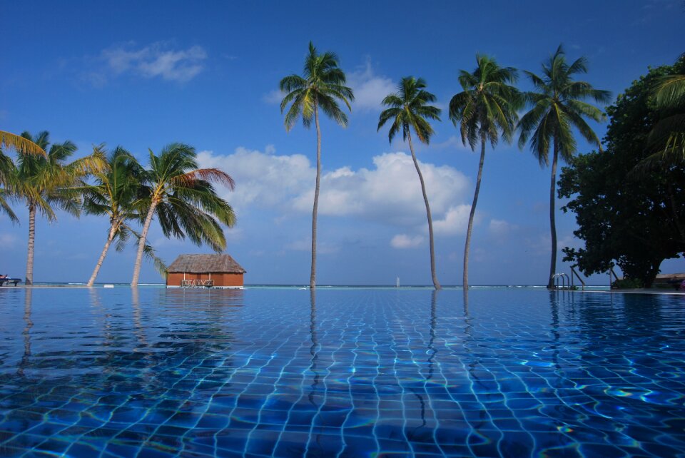 Maldives ocean palm trees