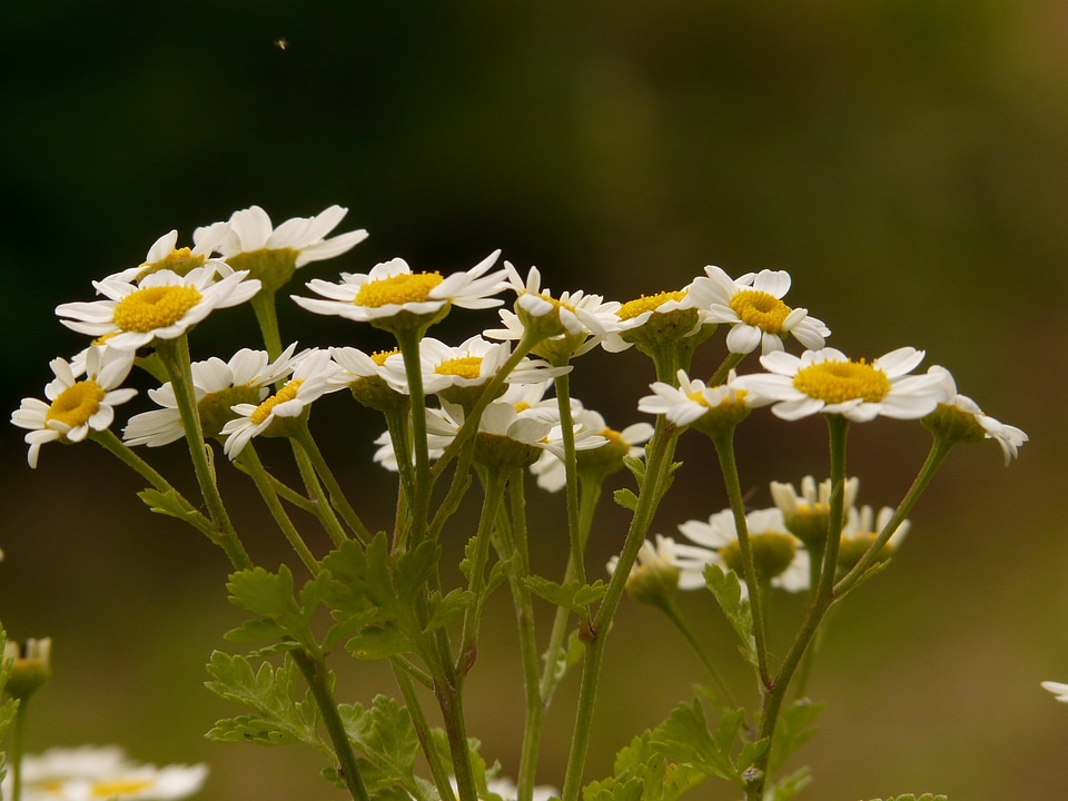 White yellow tanacetum parthenium