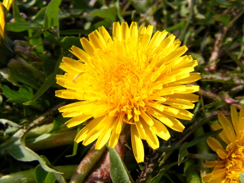 Hawkbit taraxacum officinale