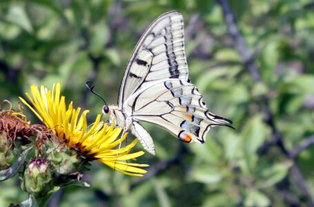 Papilio papilionidae swallowtail photo