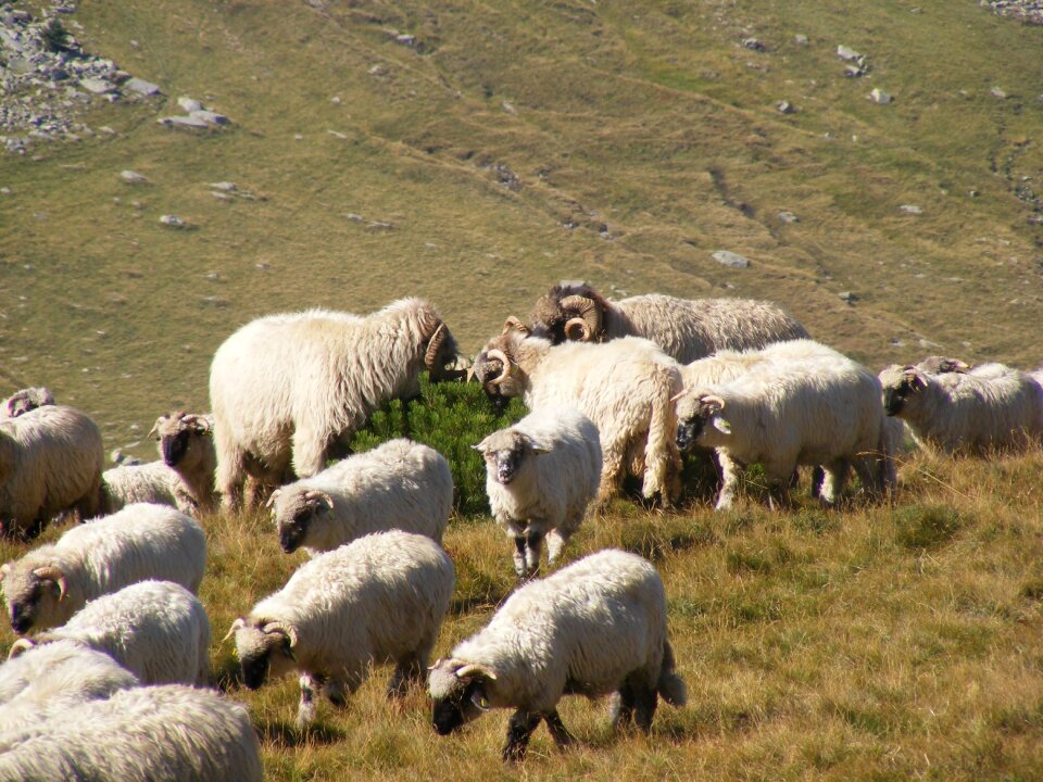 Mountain romania sheep