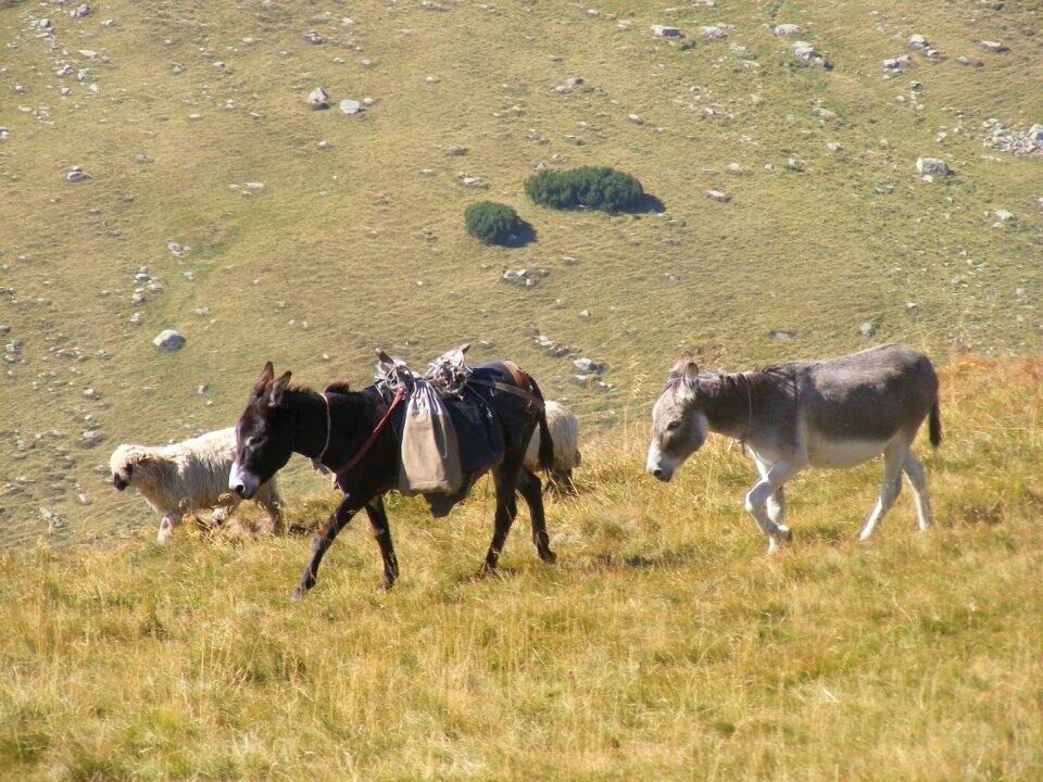 Mountain romania sheep