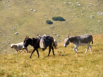 Mountain romania sheep