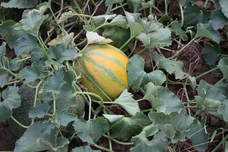 Melons sweet fruit
