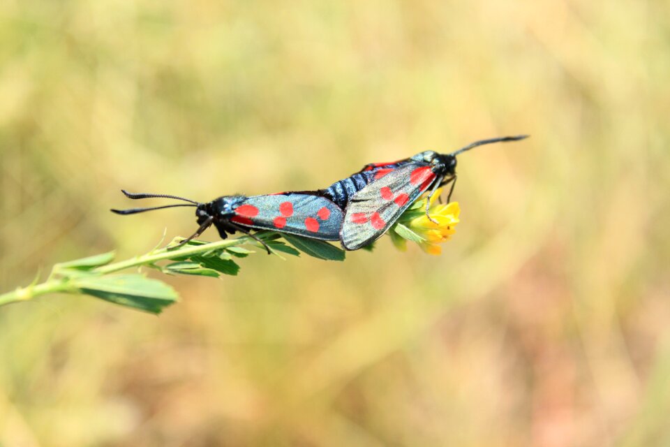 Copulation dots mating