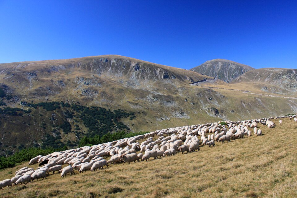Mountain romania sheep