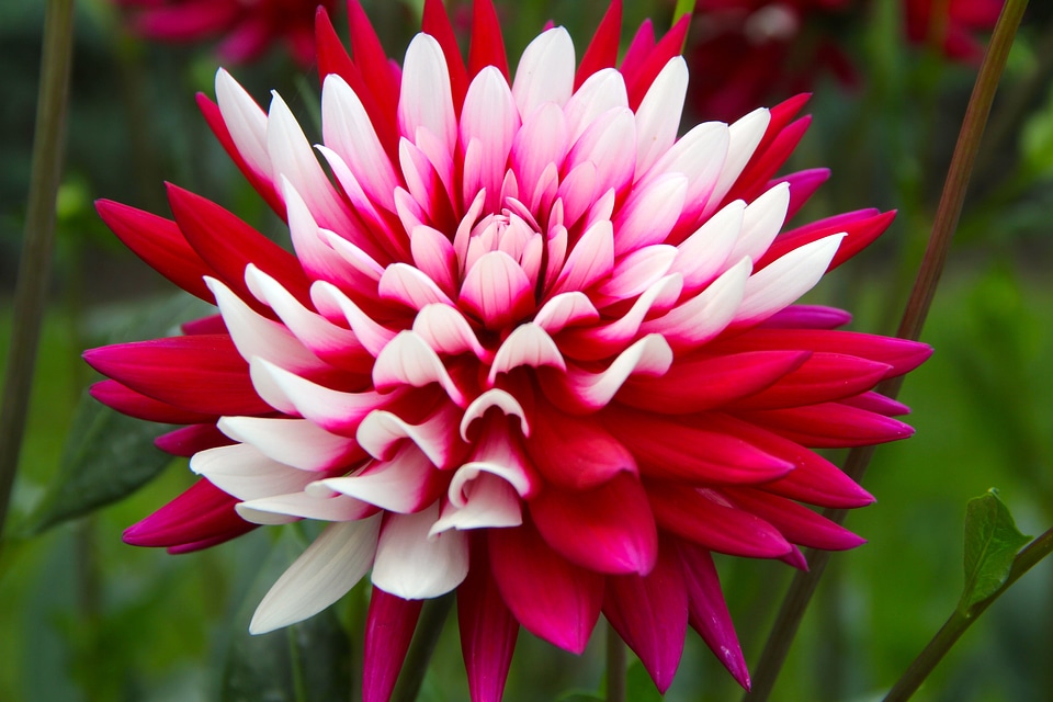Bloom dahlia garden plant