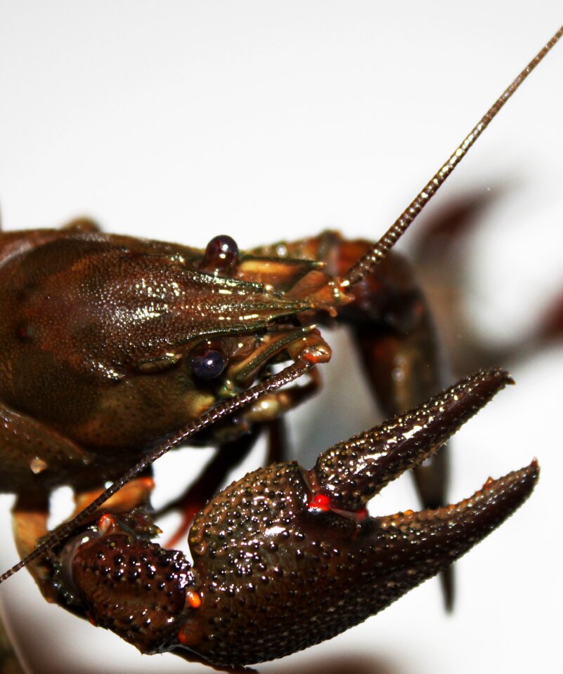 Crayfish crustacea edible
