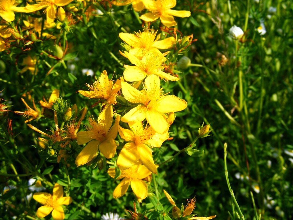 Hypericum perforatum sunatoare
