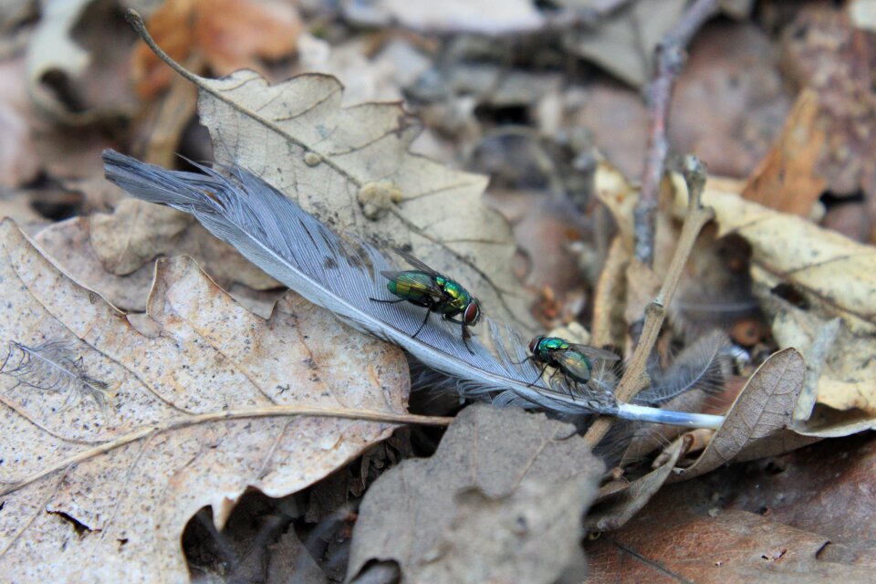 Golden green lucilia