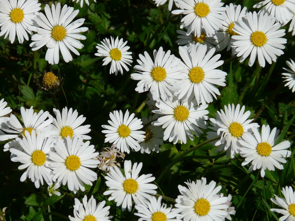 Garden composites white