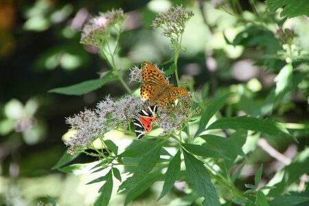 Eupatorium euplagia flowers