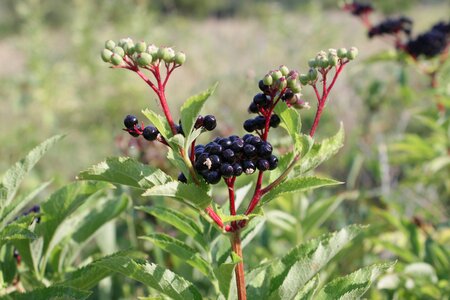 Ripe sambucus fruit