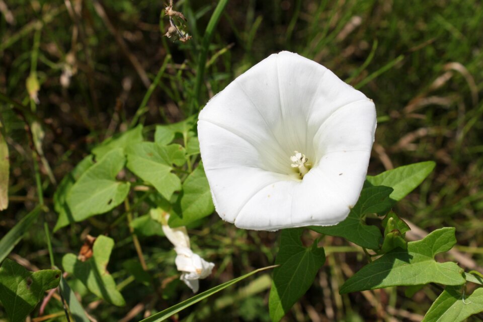 Convolvulus field flowers
