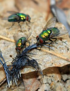 Golden green lucilia