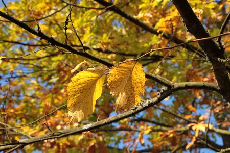 Leaf leaves light