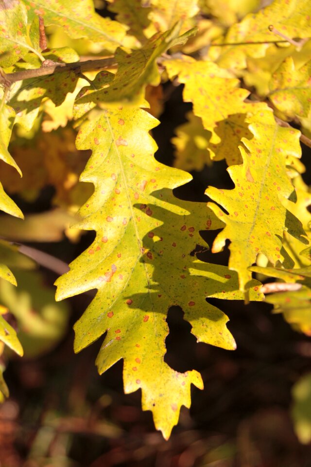 Leaf leaves light