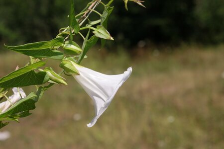 Convolvulus field flowers
