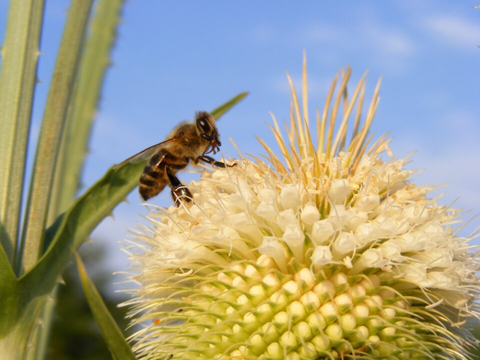 Dipsacus honey laciniatus
