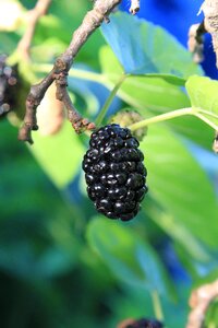 Mulberry nigra ripe