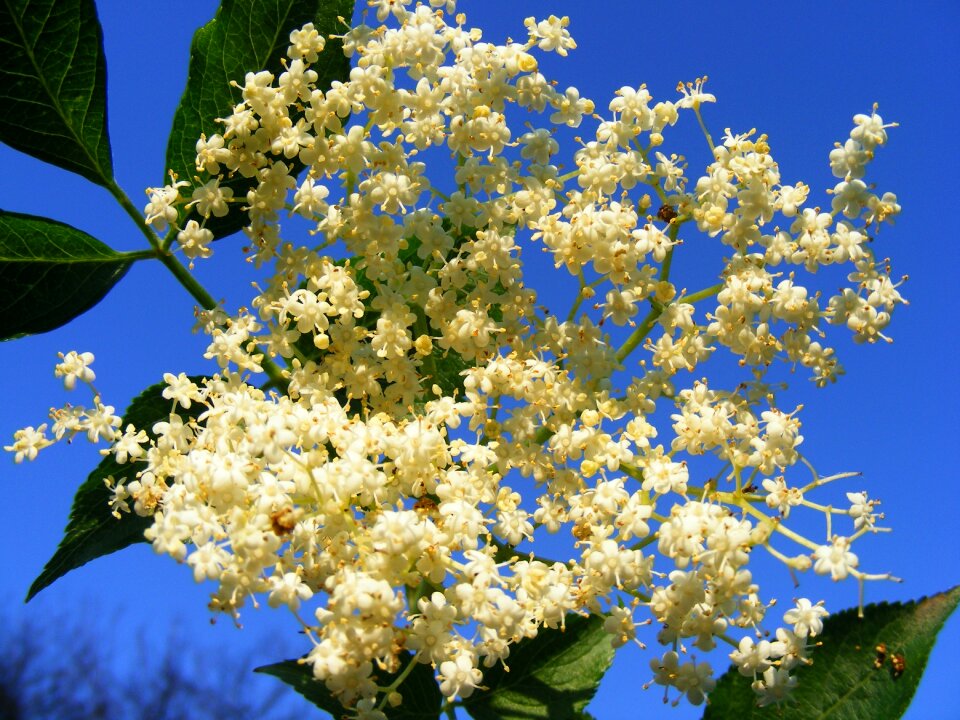 Sambucus nnigra common