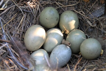Pheasant birds food