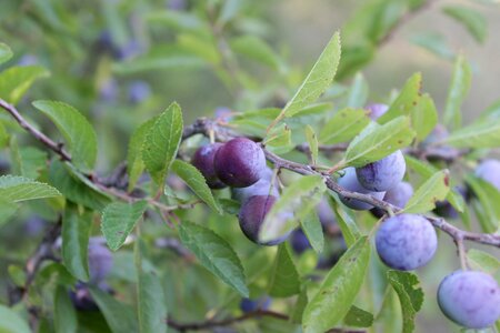 Blueberries girl prunus