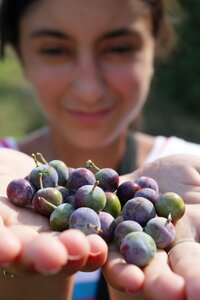 Blueberries girl prunus