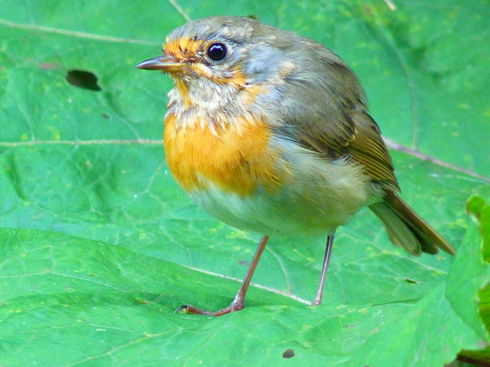 Young animal erithacus rubecula