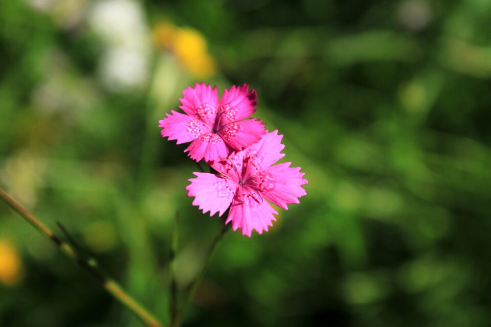 Flowers pink wildflowers photo