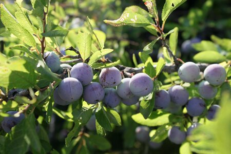 Blueberries girl prunus