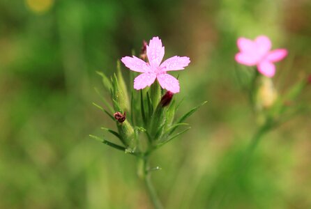 Pink tenuifolius plants