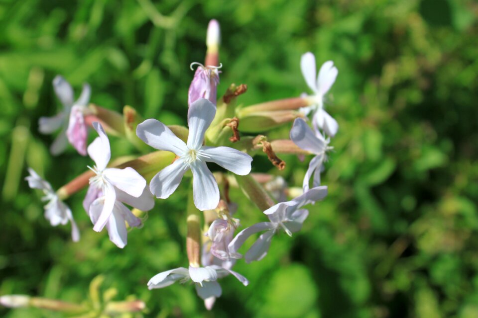 Saponaria soapwort plants