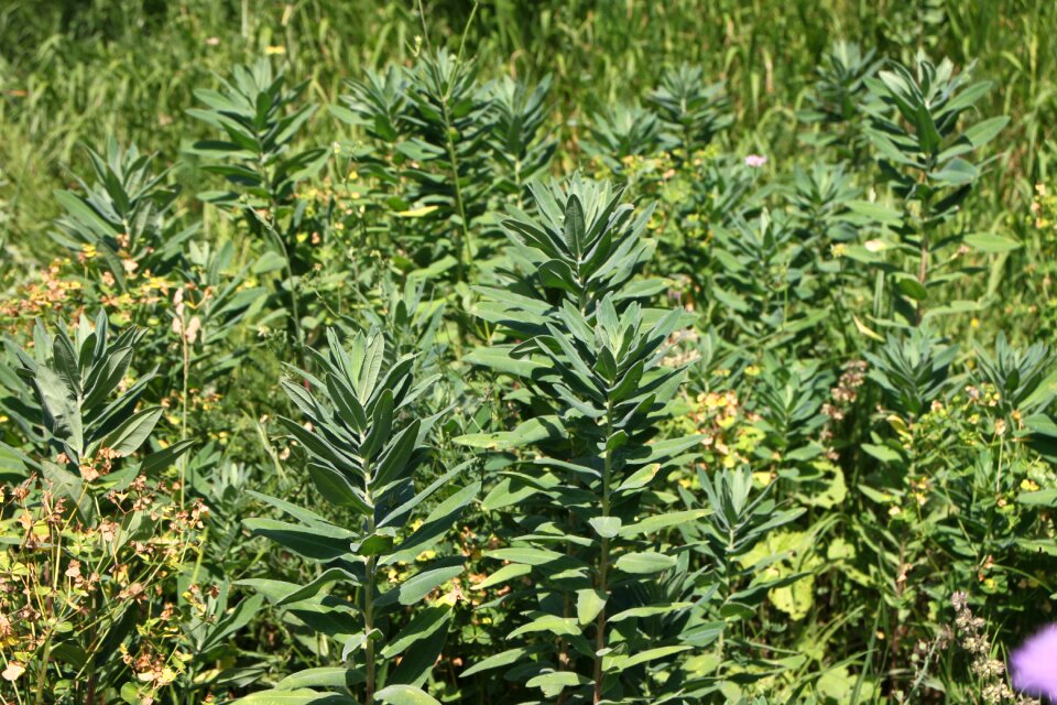 Herbs natural plants