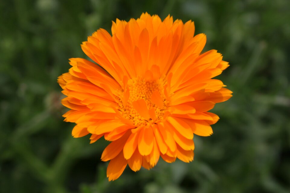Gerbera herbs marigold