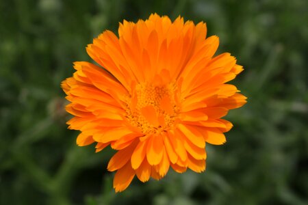 Gerbera herbs marigold