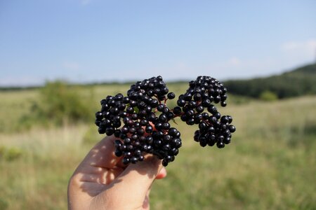 Ripe sambucus fruit