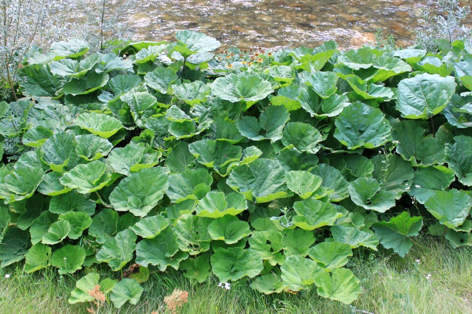 Gorj green hybridus