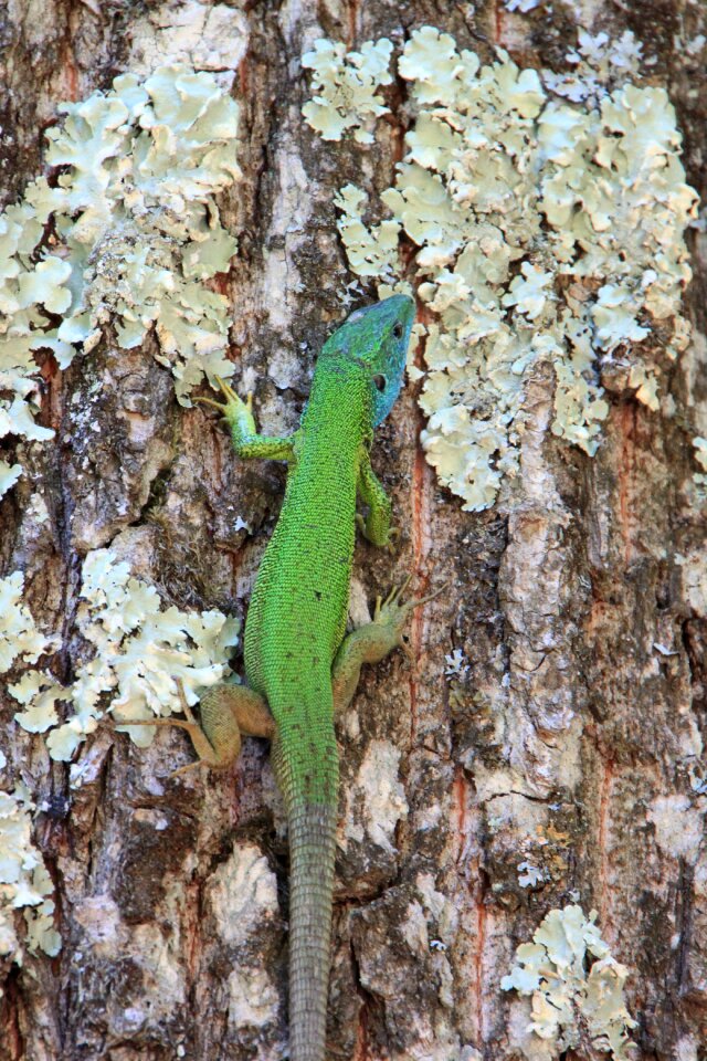 Lacerta lizard trees