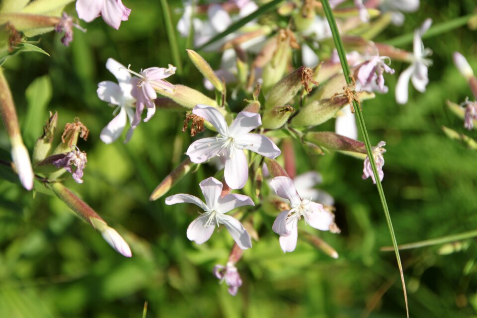 Saponaria soapwort plants